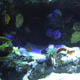 Gardaland Sea Life Aquarium 037