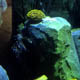 Gardaland Sea Life Aquarium 038