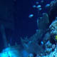 Gardaland Sea Life Aquarium 042
