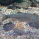 Gardaland Sea Life Aquarium 084