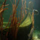 Gardaland Sea Life Aquarium 094