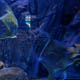 Gardaland Sea Life Aquarium 124
