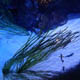 Gardaland Sea Life Aquarium 129