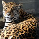 Zoo di Anversa - Zoo Antwerpen 118