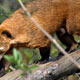 Zoo di Anversa - Zoo Antwerpen 173