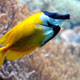 Zoo di Anversa - Zoo Antwerpen 210