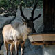 Zoo di Anversa - Zoo Antwerpen 213