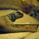 Zoo di Anversa - Zoo Antwerpen 223