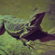 Zoo di Anversa - Zoo Antwerpen 225