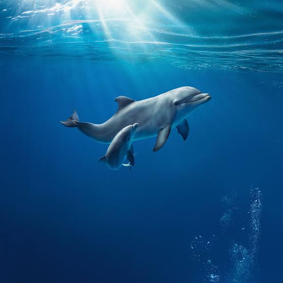 Acquario di Genova Il Battesimo di Goccia